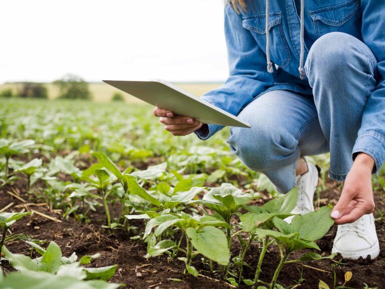 Agricultora revisando los cultivos en el campo con una tableta